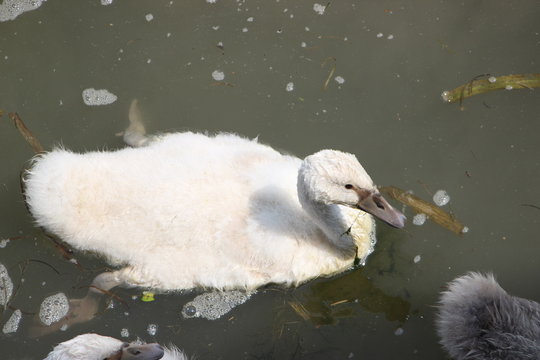 Bebe Cygne Images Browse 43 Stock Photos Vectors And Video Adobe Stock