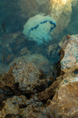 Jellyfish under the crystal clear water. Wild sea life. Albania