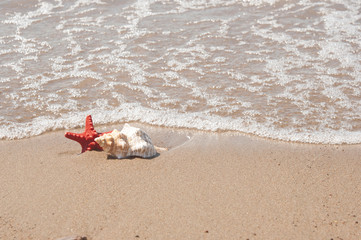 Fototapeta na wymiar Big sea shell and starfish on beach sand