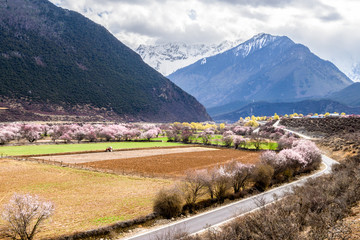 Peach blossom forest under the snow mountain of Tibet, China
