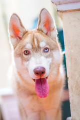 Cute Siberian Husky Bi-Eyes with cream fur | Siberian Husky  has two eyes colors Brown and Blue