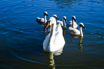 swans