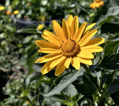 yellow flowers Sunny heliopsis