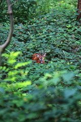 deer