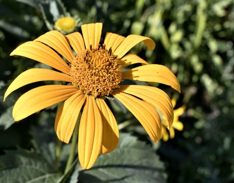 yellow flowers Sunny heliopsis