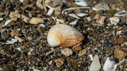 Fototapeta na wymiar Close up photo of shell on the beach. Details, texture, decorations natural.