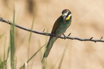 Bienenfresser (Merops apiaster)