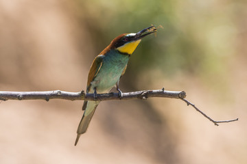 Bienenfresser (Merops apiaster)