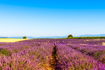 Lavendelfeld in Valensole in der Provence, Frankreich