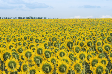 Large field of a blooming sunflower on a summer sunny day, rear view; Typical Ukrainian farm landscape