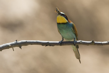 Bienenfresser (Merops apiaster)