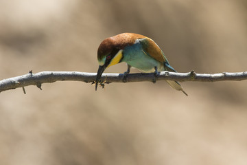 Bienenfresser (Merops apiaster)