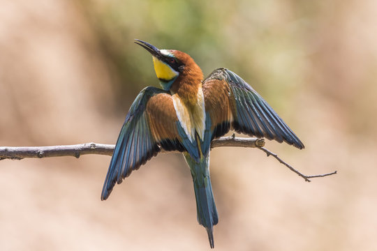 Bienenfresser (Merops apiaster)