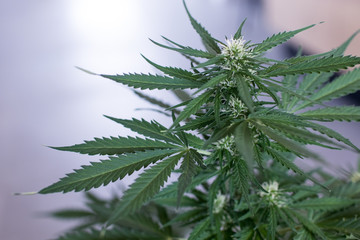 Cannabis plants in a Dutch grow shop. Large bud of inflorescence in growing period with green leaves. Top view of hemp plant.