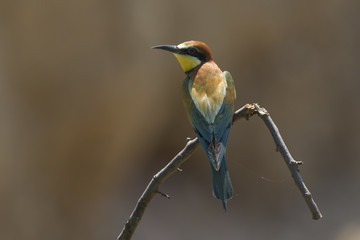 Bienenfresser (Merops apiaster)