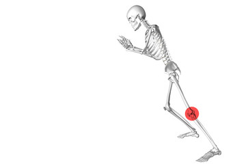 3d skeleton in effort position while pushing a weight. Medical illustration to highlight bone pain or knees problems due to fatigue and effort. A red circle highlights the area affected by joint pain