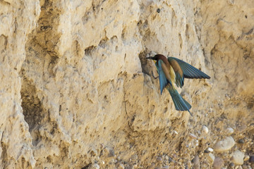 Bienenfresser (Merops apiaster)