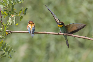 Bienenfresser (Merops apiaster)