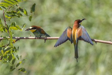 Bienenfresser (Merops apiaster)