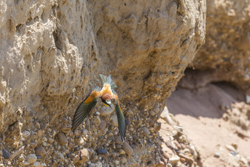 Bienenfresser (Merops apiaster)