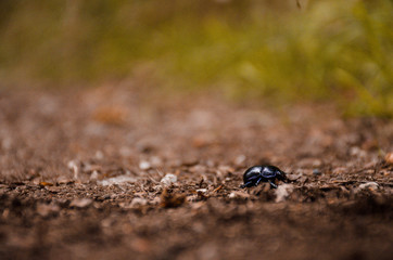 Beetle