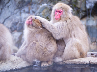 Obraz premium Japanese Snow monkey Macaque in hot spring Onsen Jigokudan Park, Nakano,now Monkey Japanese Macaques bathe in onsen hot springs at Nagano, Japan.