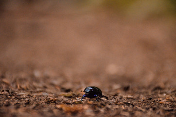 Beetle
