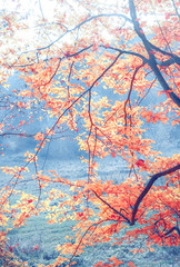 Rusty autumn moment