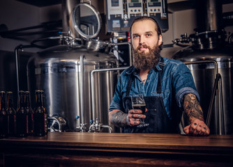 Bearded tattooed hipster male in a jeans shirt and apron working in a brewery factory, standing behind a counter, holds glass of beer for quality control.