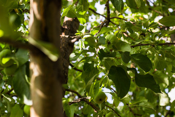 On the tree grow green fresh pears. Pear tree with pears. sunny day