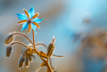 Blaue makro Blüten des Borretsch (Borago officinalis)