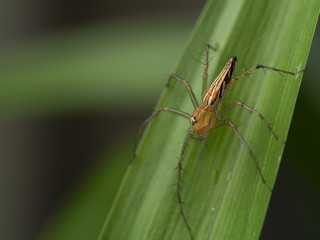spider on green leaf