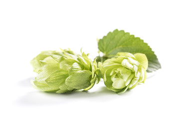 Fresh branch of hops isolated on a white background.
