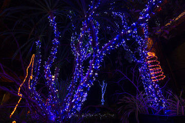 bokeh - Decorative outdoor string lights hanging on tree in the garden at night time - decorative christmas lights - happy new year 