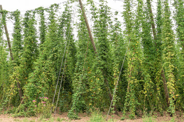Fototapeta na wymiar Plantation of hops in France