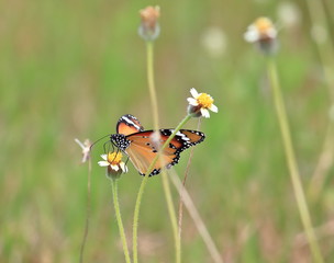 close up beautiful butterfly in fresh nature