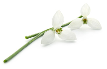 Fototapeta na wymiar Snowdrop flower