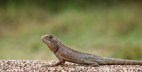 close up the  lizard in fresh nature