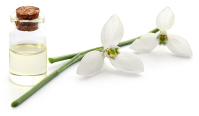 Snowdrop with essential oil in a bottle