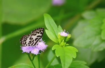close up beautiful butterfly in fresh nature