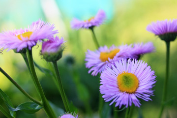 Purple flowers in the garden
