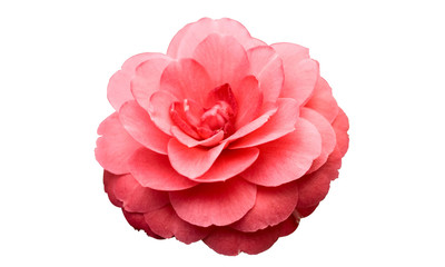 Pink rose Camellia Flower isolated on white background.  Pantone Color of the year 2019 Living coral. Salmon color Camelia.