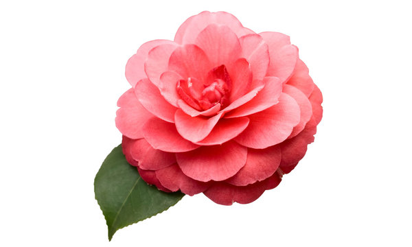 Pink Camellia Flower with green leaf isolated on white background.  