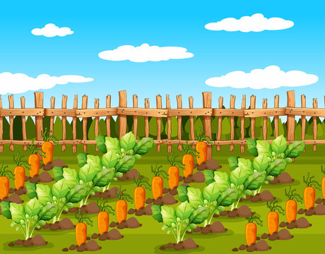 Field of food crops