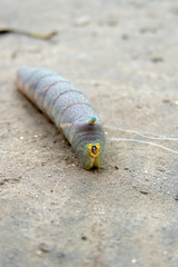 Caterpillar on a green leaf close up.