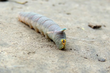 Caterpillar on a green leaf close up.