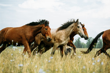 The horse runs gallop on the field