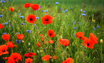 Green field and poppies