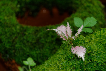 fern and moss in graden