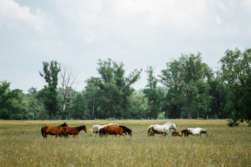 The horse runs gallop on the field